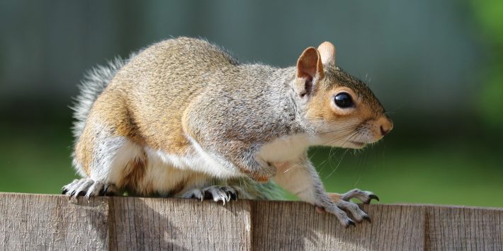 Chillicothe Squirrel Removal