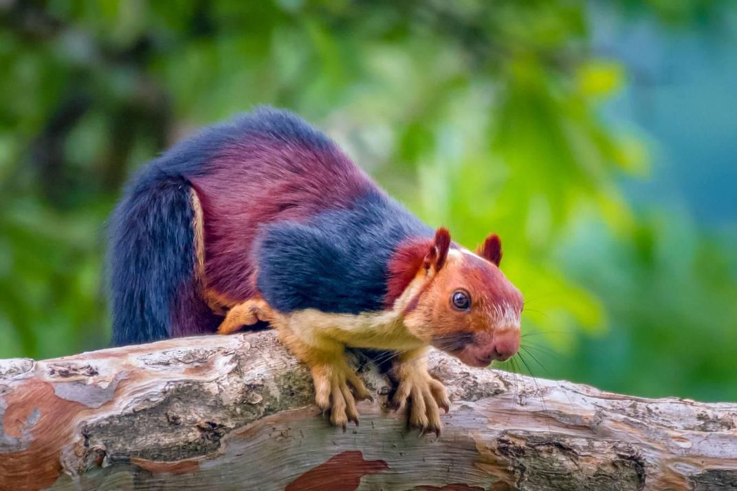 Squirrel Removal