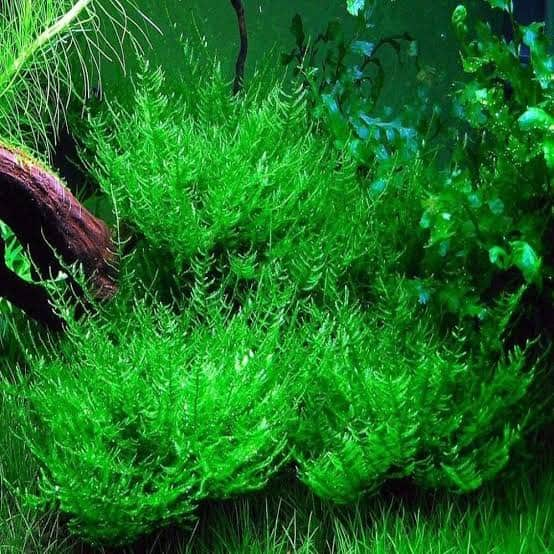 aquarium plants