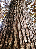 Bark Chippings