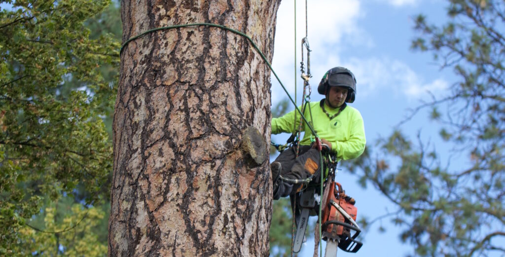 Tree Surgeon Service